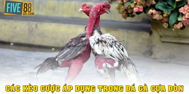 Các kèo cược áp dụng trong game đá gà cựa đòn