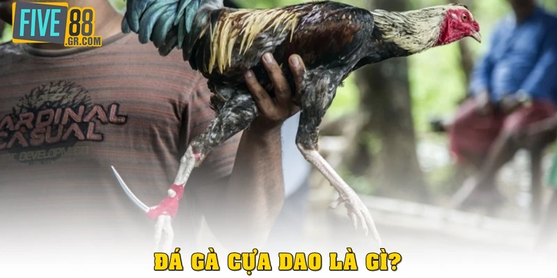 Đá gà cựa dao là gì?
