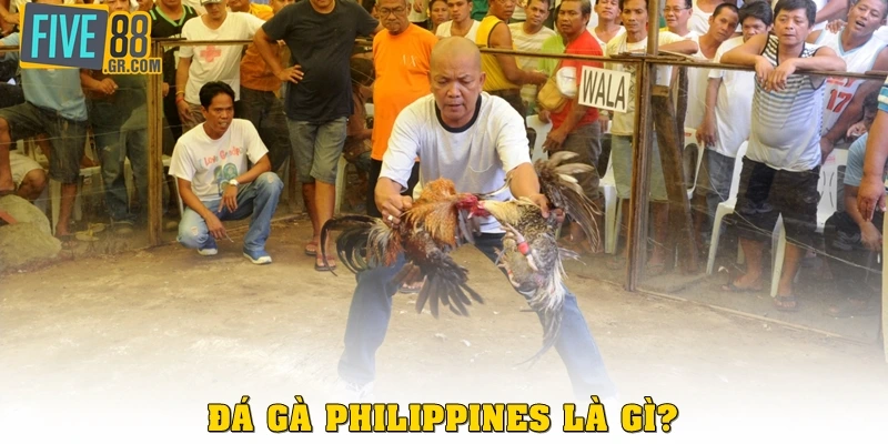Đá gà Philippines là gì? 