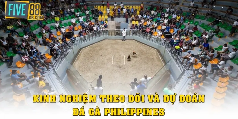Kinh nghiệm theo dõi và dự đoán đá gà Philippines